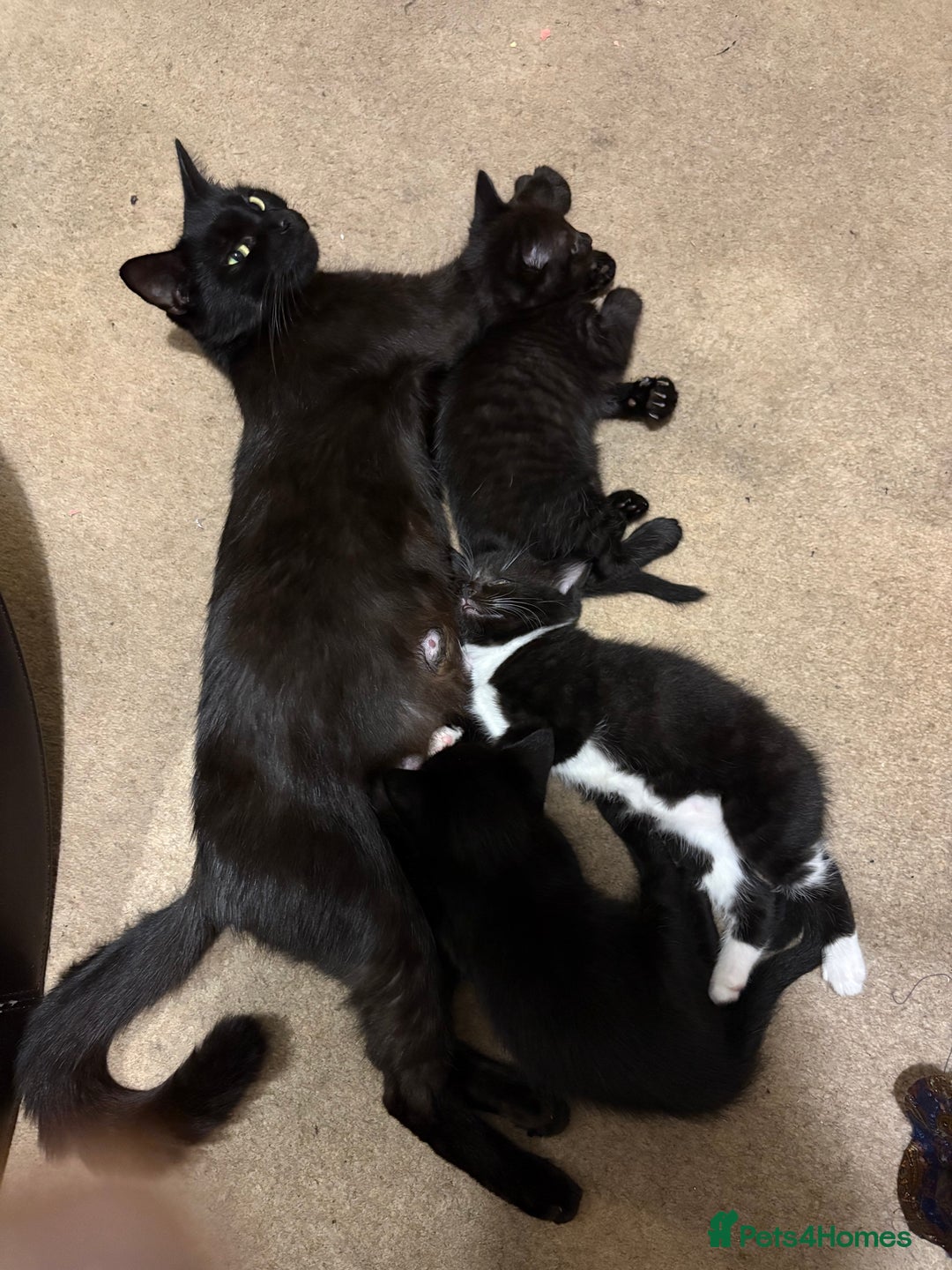Domestic Shorthair cats for sale: Beautiful all black female kitten ready to leave - Image 8