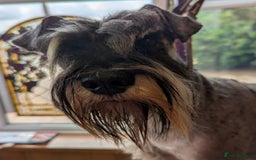Miniature Schnauzer dogs for sale: Beautiful Pepper+Salt Boys - Image 21