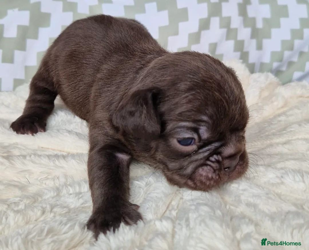French Bulldog dogs for sale: Two male French bull dog puppies  in Loughborough - Advert 4