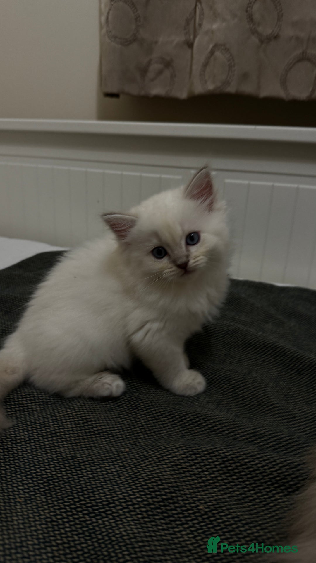 Ragdoll cats for sale: GCCF reg , Rare and milky white Lilac kittens  - Advert 23