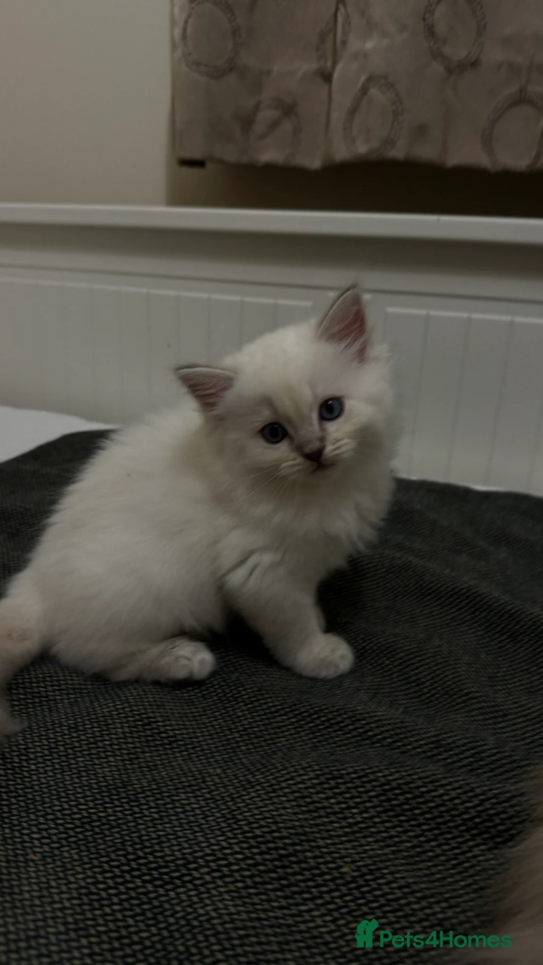 Ragdoll cats for sale: GCCF reg , Rare and icy  white Lilac kittens  - Advert 23