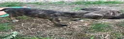 Mixed Breed dogs for sale: Puppy’s for sale in Market Rasen - Advert 28