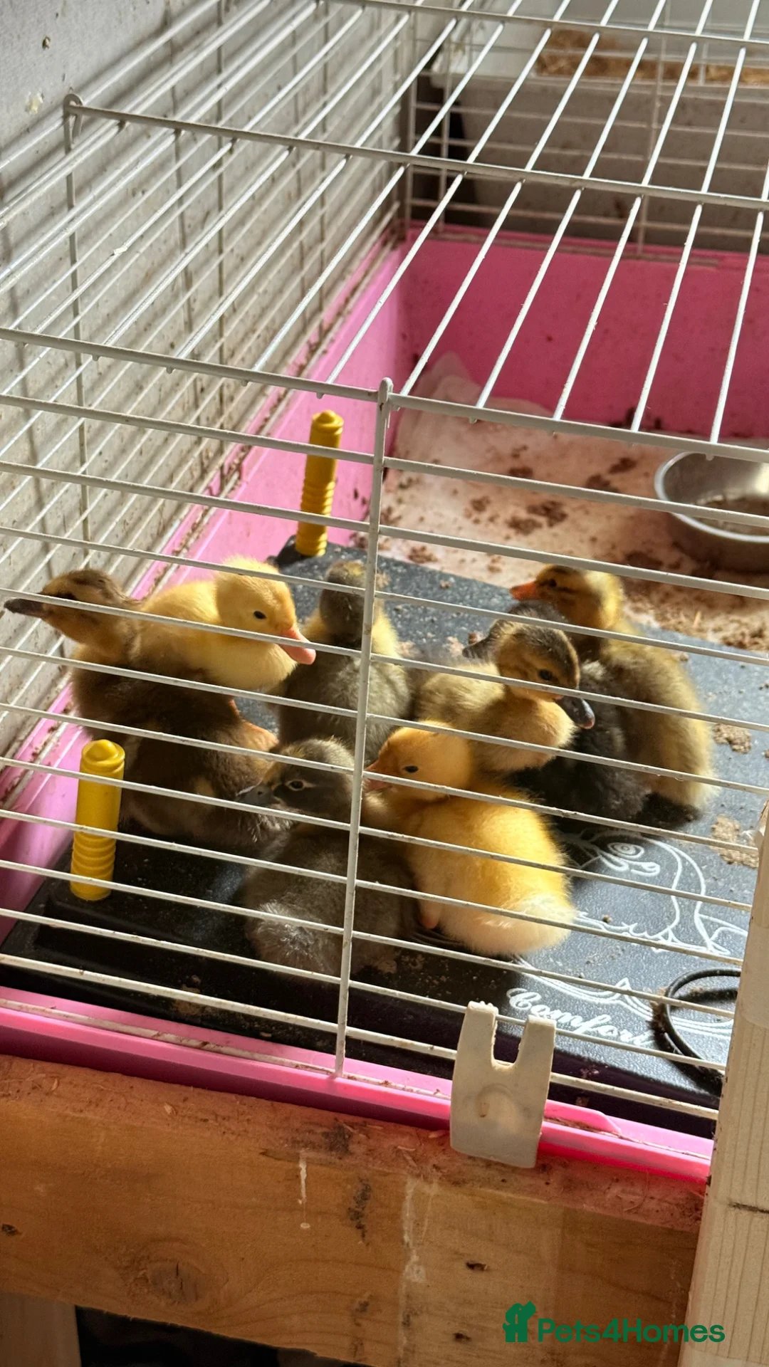Ducks poultry for sale: Runner duck ducklings  - Advert 2