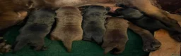 Labrador Retriever dogs for sale: GORGEOUS CHUNKY SHOW LABRADORS PUPPIES - Advert 4