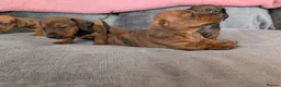 Miniature Dachshund dogs for sale: Miniature Dachshund  - Advert 10
