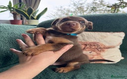 Australian Kelpie dogs for sale: Australian Kelpie Puppies WKC Registered - Image 19