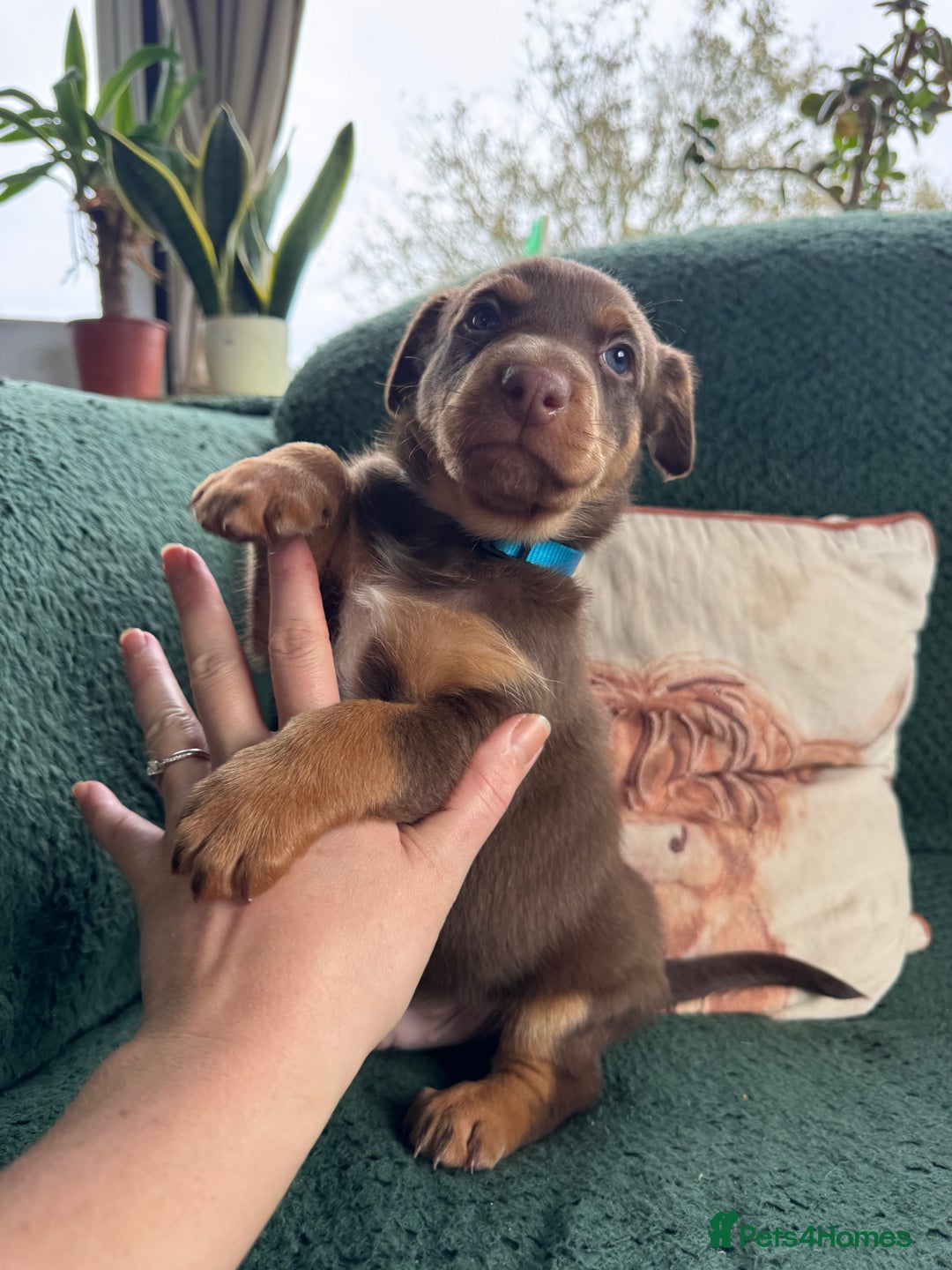 Australian Kelpie dogs for sale: Australian Kelpie Puppies WKC Registered - Image 19