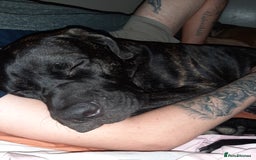Mixed Breed dogs for sale: 8month old cane corse cross staff - Image 2