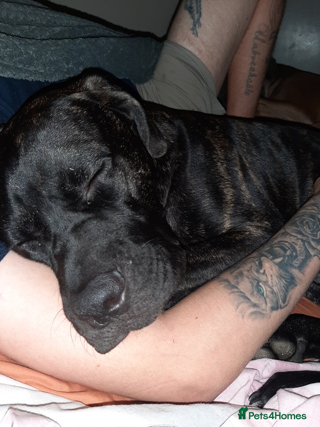 Mixed Breed dogs for sale: 8month old cane corse cross staff - Image 2