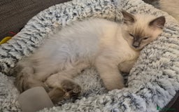 Ragdoll cats for sale: Pure Ragdoll Kittens for sale - Image 25