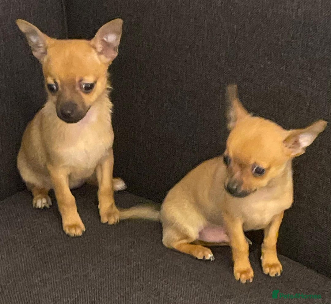 Chihuahua dogs for sale: Chihuahua puppies - Image 3