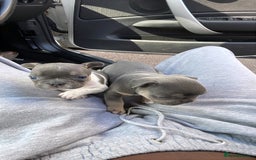 French Bulldog dogs for sale: Two gorgeous French puppies  - Image 6