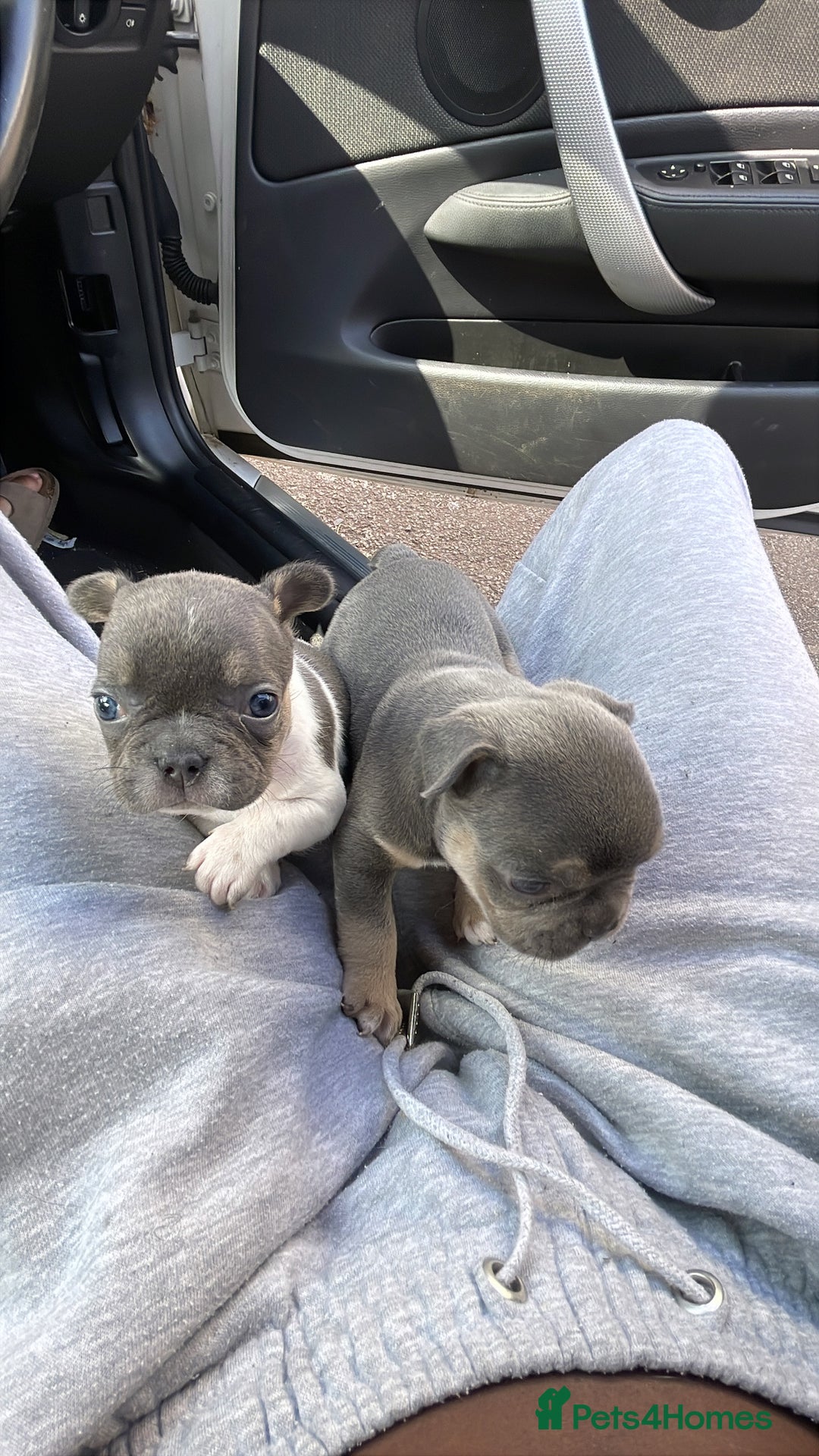 French Bulldog dogs for sale: Two gorgeous French puppies  - Image 6