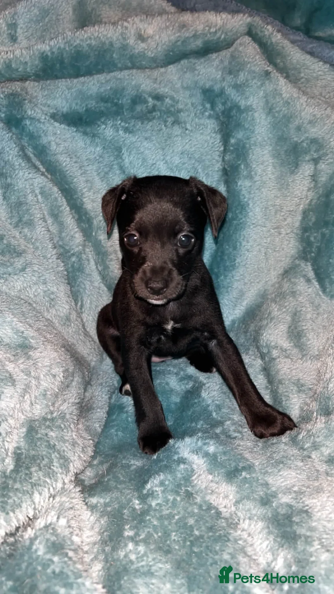 Jack Russell dogs for sale: 3 beautiful jack russell pups  - Advert 2