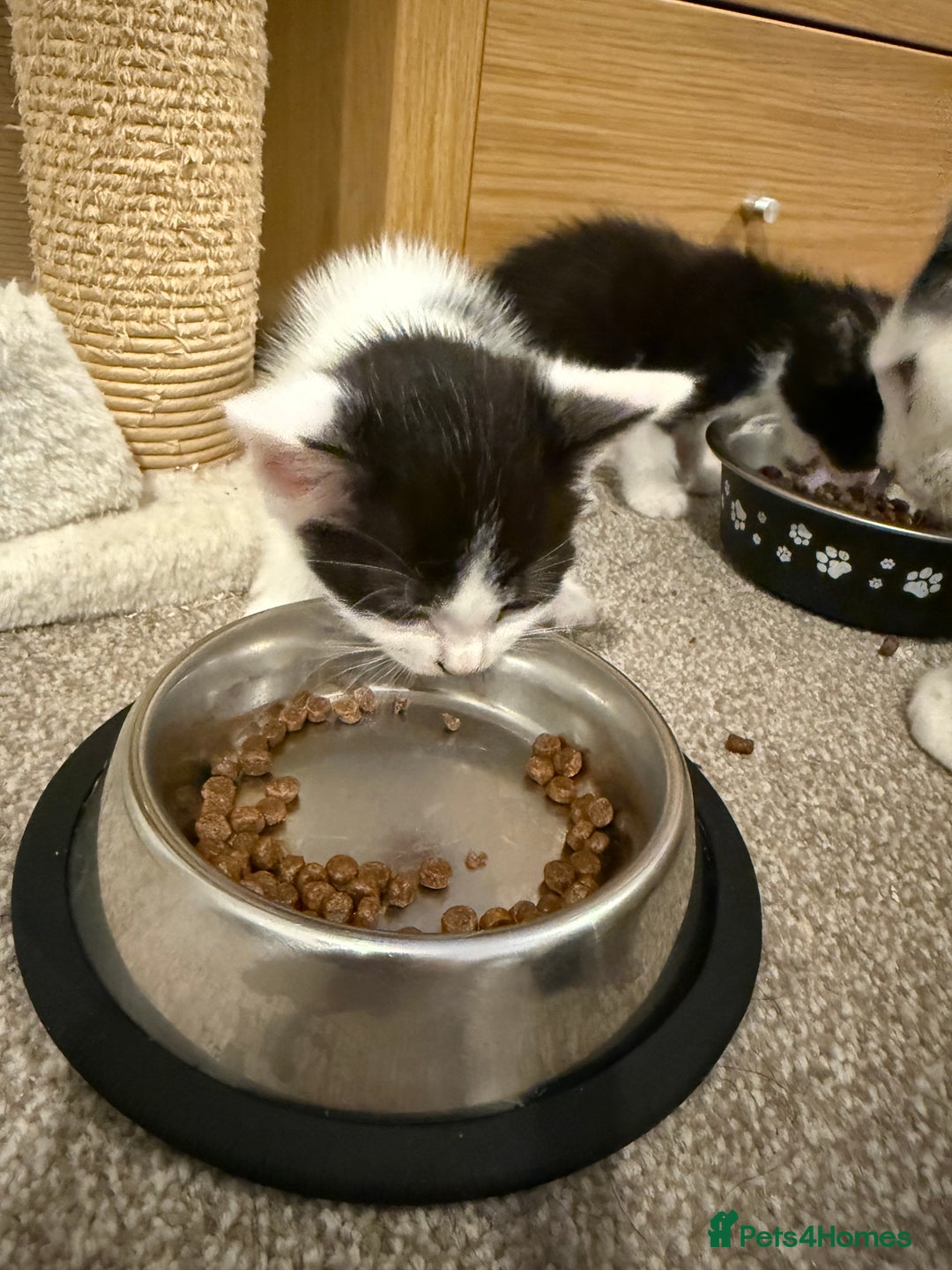 Mixed Breed cats for sale: 🤩🤩 8 beautiful babies 🤩🤩 - Image 14