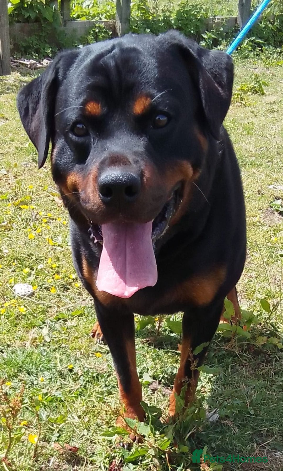 Rottweiler dogs for stud: KC REGISTERED ROTTWEILER in Worcester - Advert 19