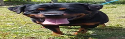 Rottweiler dogs for stud: KC REGISTERED ROTTWEILER in Worcester - Advert 19