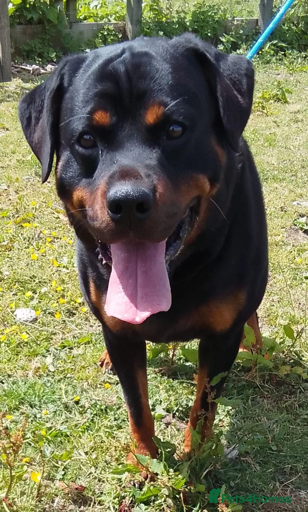 Rottweiler dogs for stud: KC REGISTERED ROTTWEILER in Worcester - Advert 19