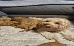 Cavapoo dogs for sale: beautiful fox red miniature cavapoo puppies - Image 5
