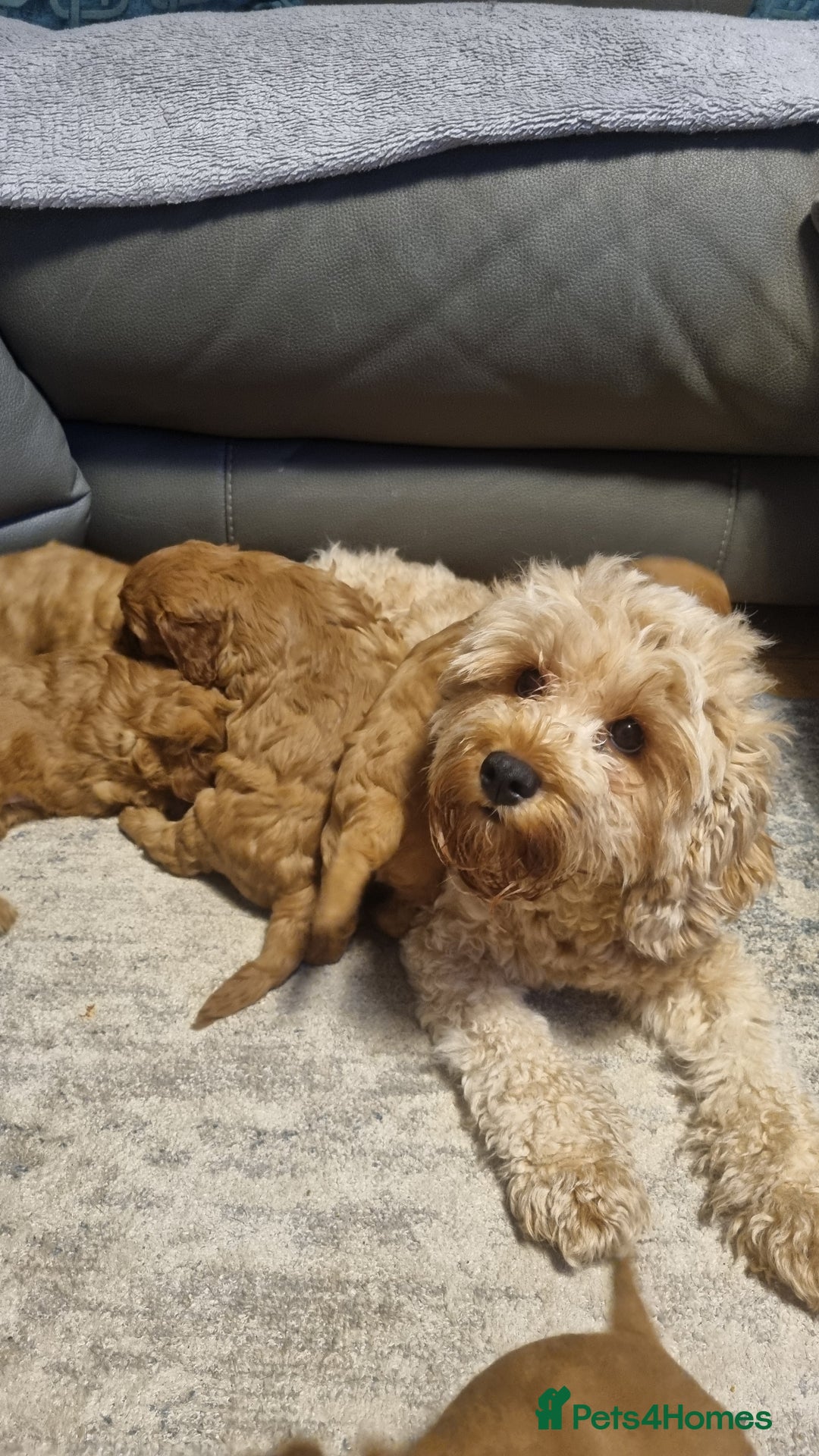 Cavapoo dogs for sale: beautiful fox red miniature cavapoo puppies - Image 5