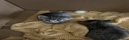 Mixed Breed cats for sale: 4 adorable kittens for sale £250 3 tabby, 1 ginger - Advert 14