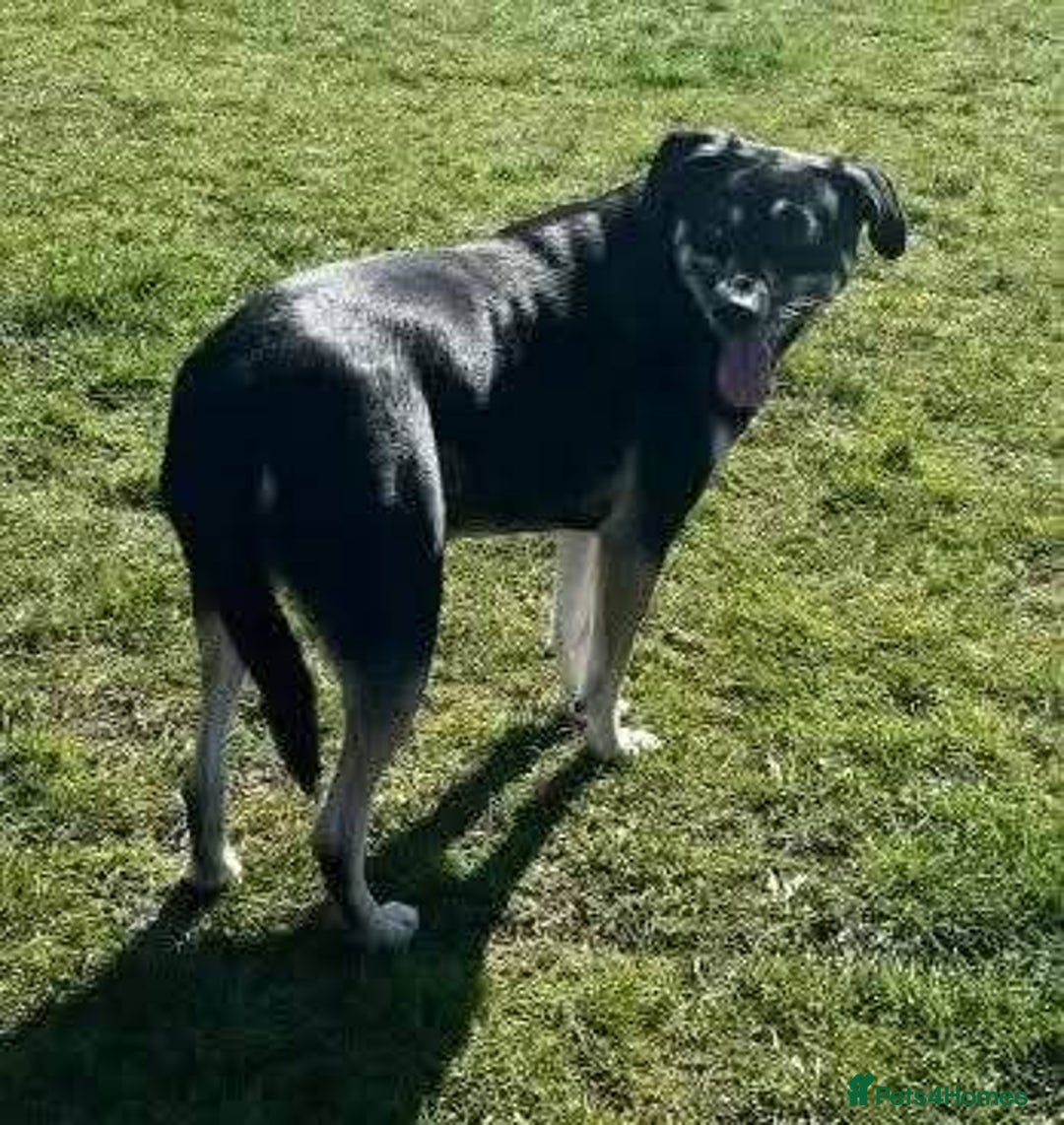 Mixed Breed dogs for adoption: Meet Marvel, currently residing in Crewe - Advert 4