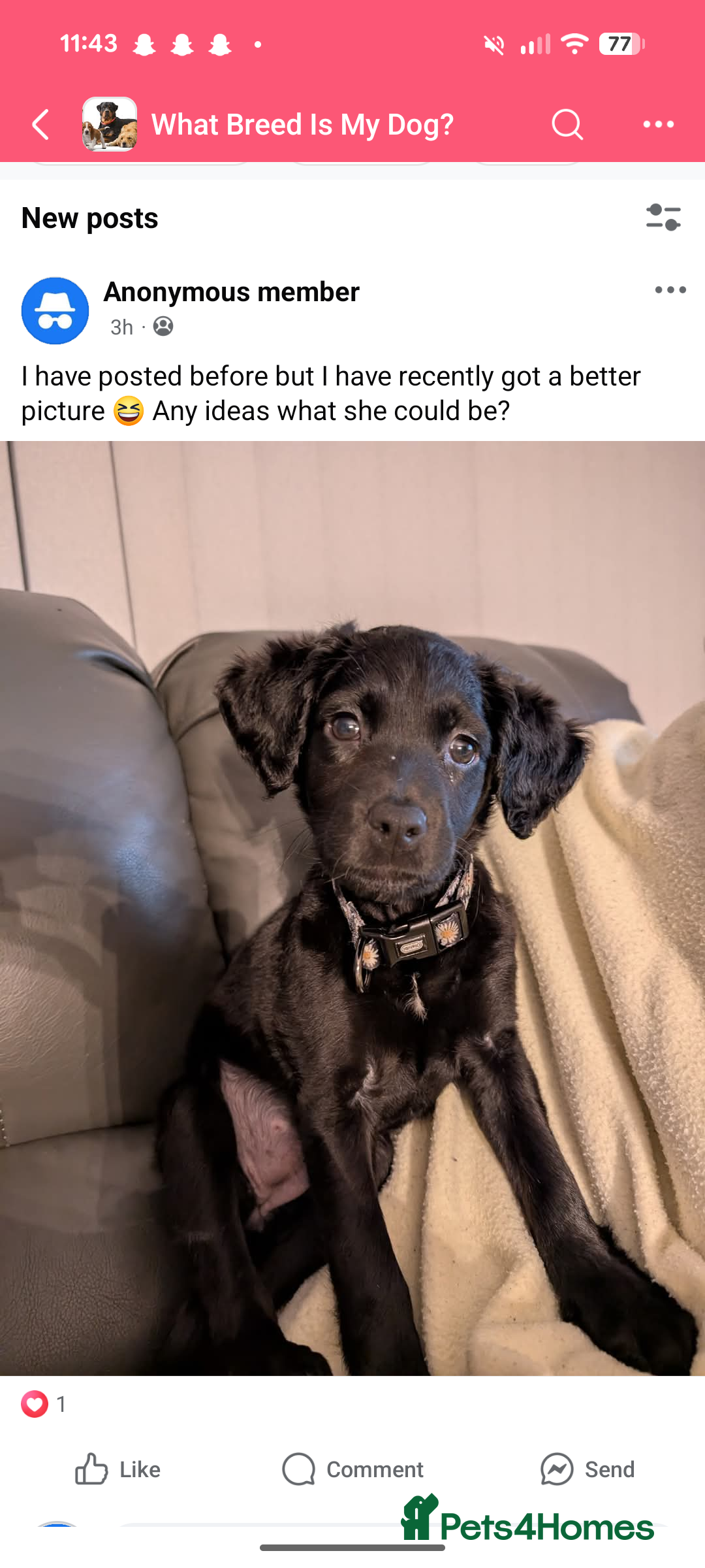 Mixed Breed dogs for sale: Ruby! - Advert 9