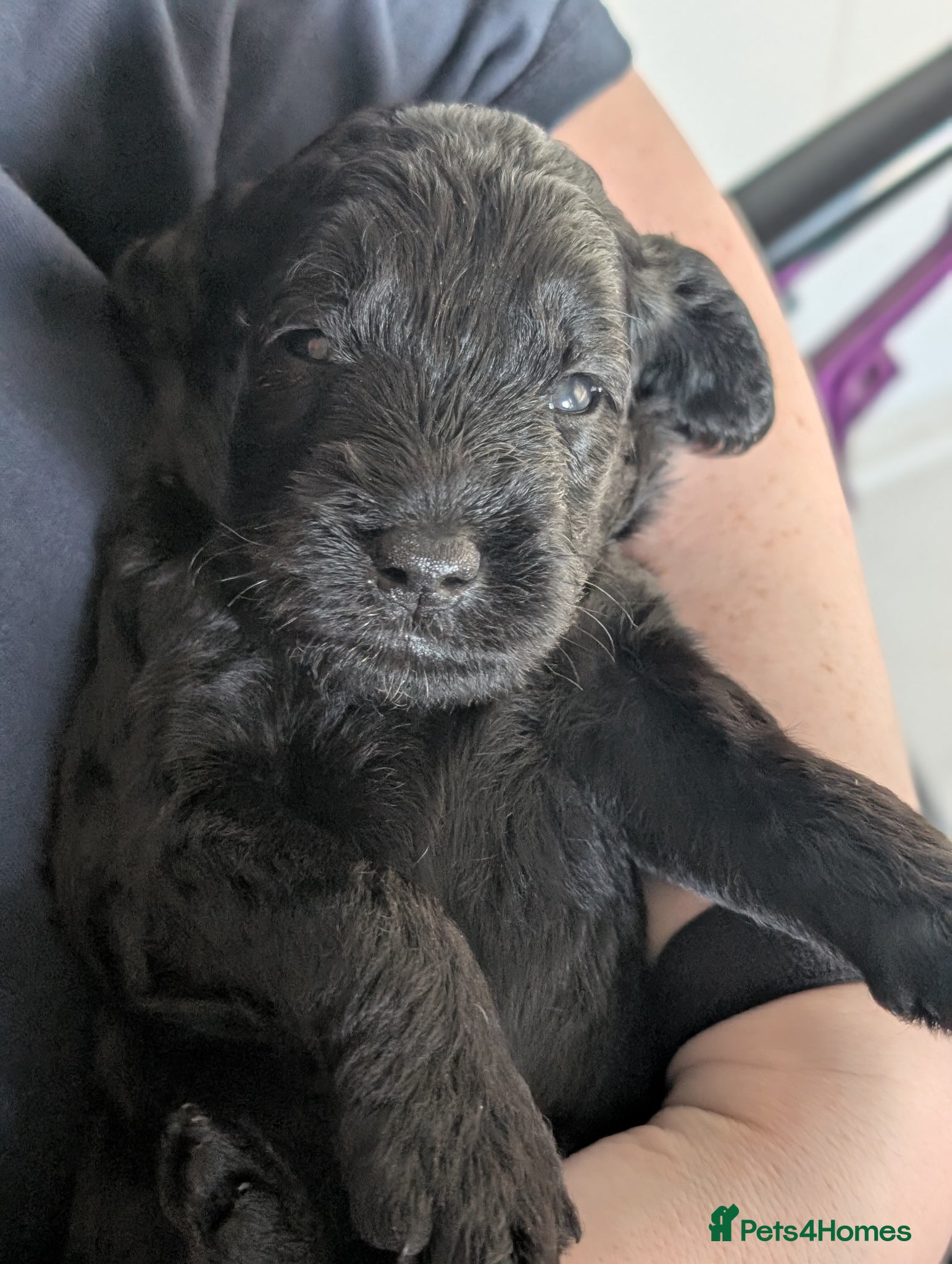 Labradoodle dogs for sale: Unique Labradoodles - Merle, Phantom, Black, Red - Advert 11