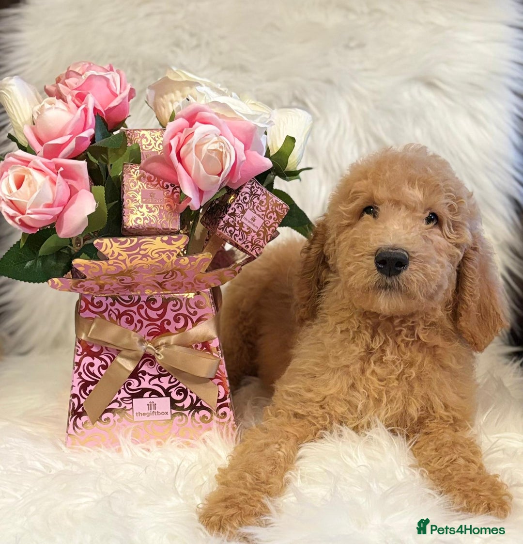 Bernedoodle dogs for sale: Bernedoodle standard F1b pups fluffy teddy bears - Advert 5