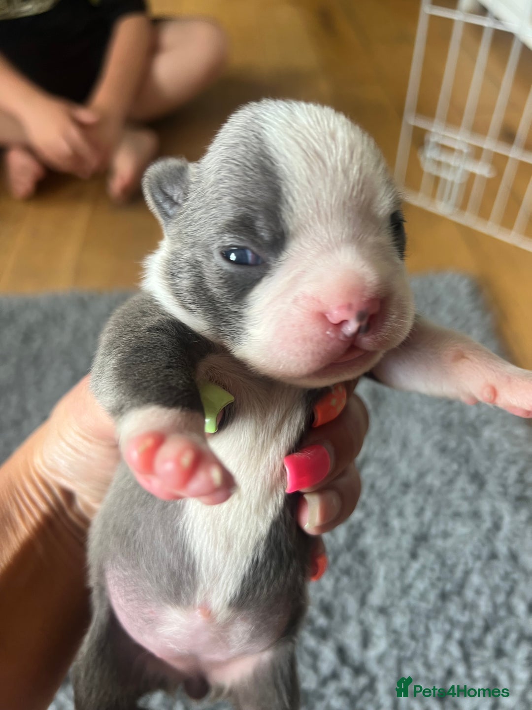 Boston Terrier dogs for sale: Boston terrier puppies - Image 9