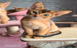 Abyssinian cats for sale: Abisinian kittens  - Image 19