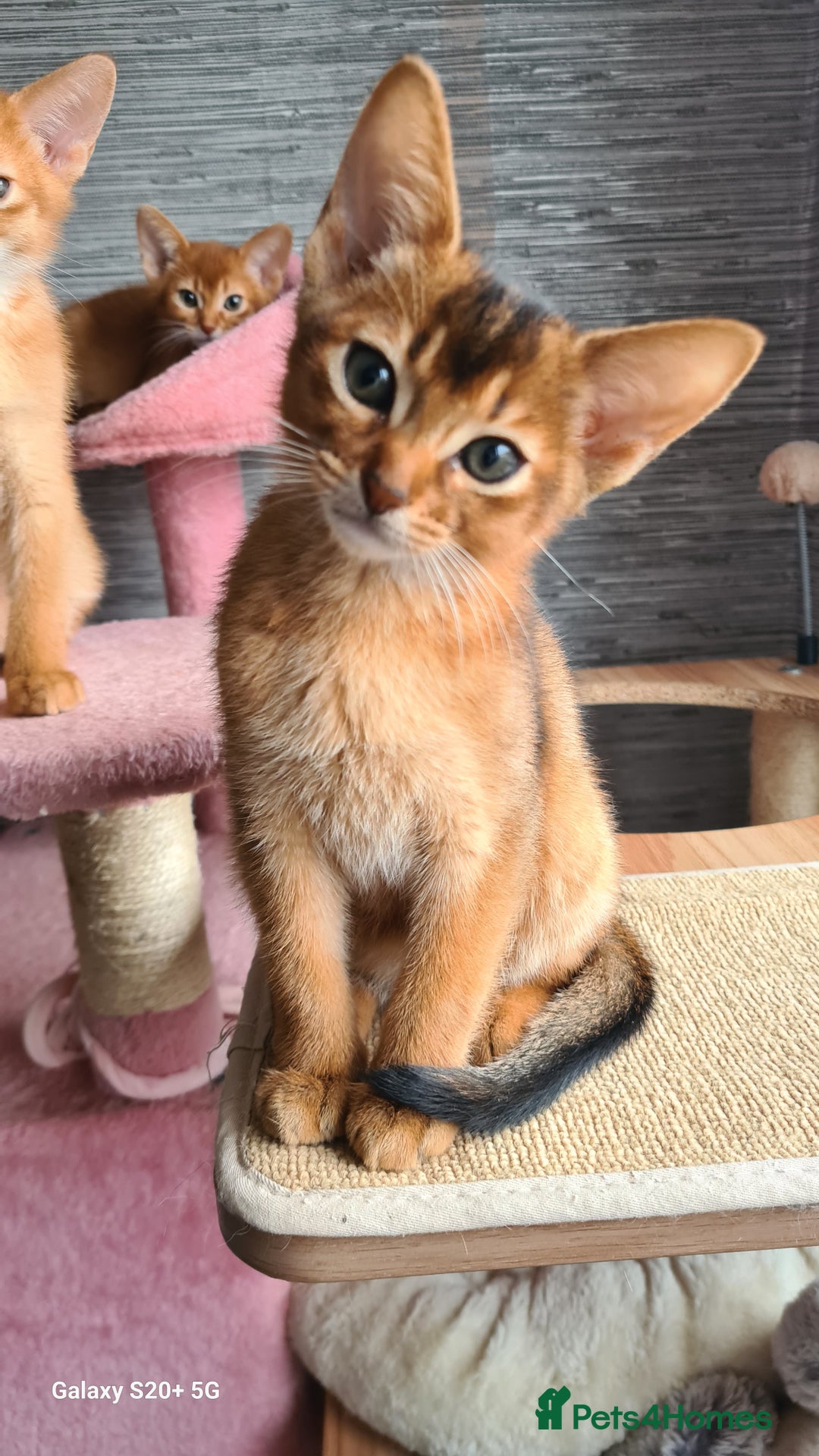 Abyssinian cats for sale: Abisinian kittens  - Image 19