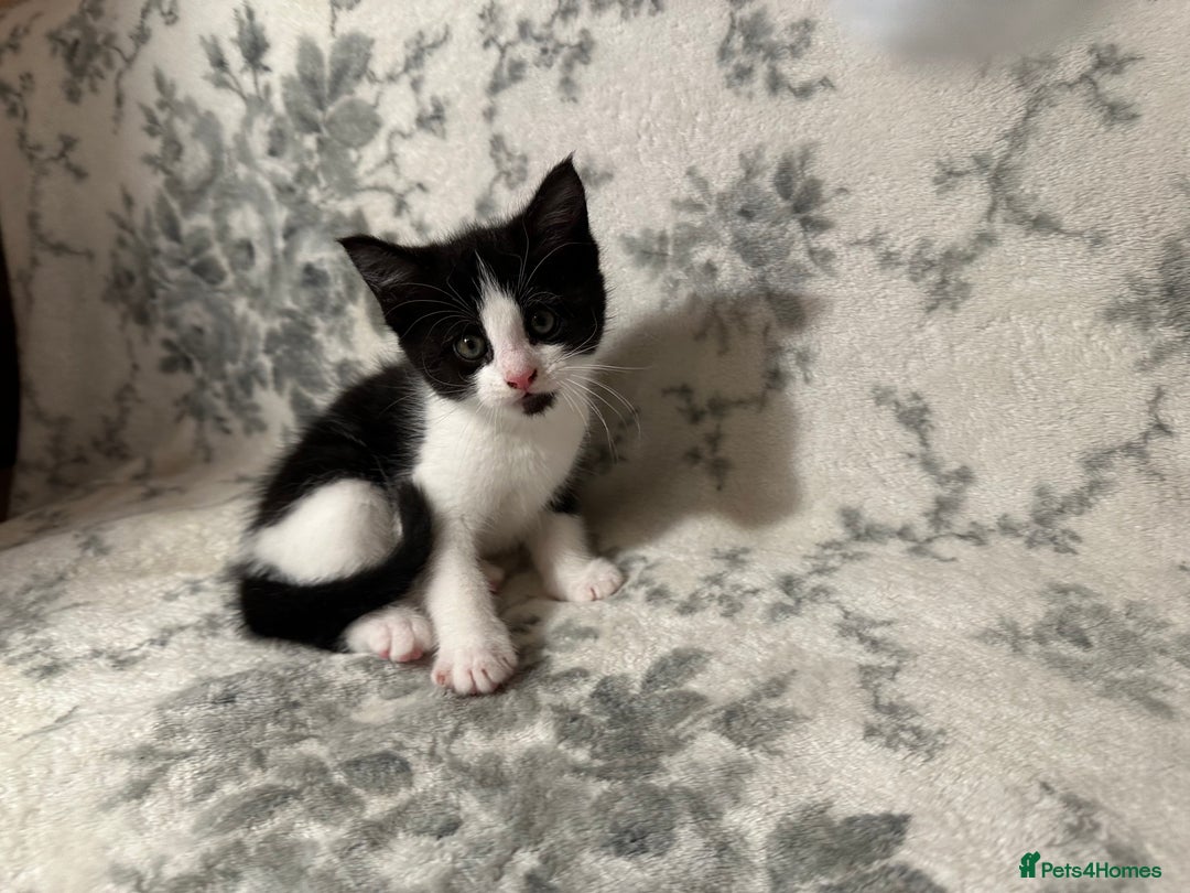 Maine Coon cats for sale: Maine coon babies - Advert 17