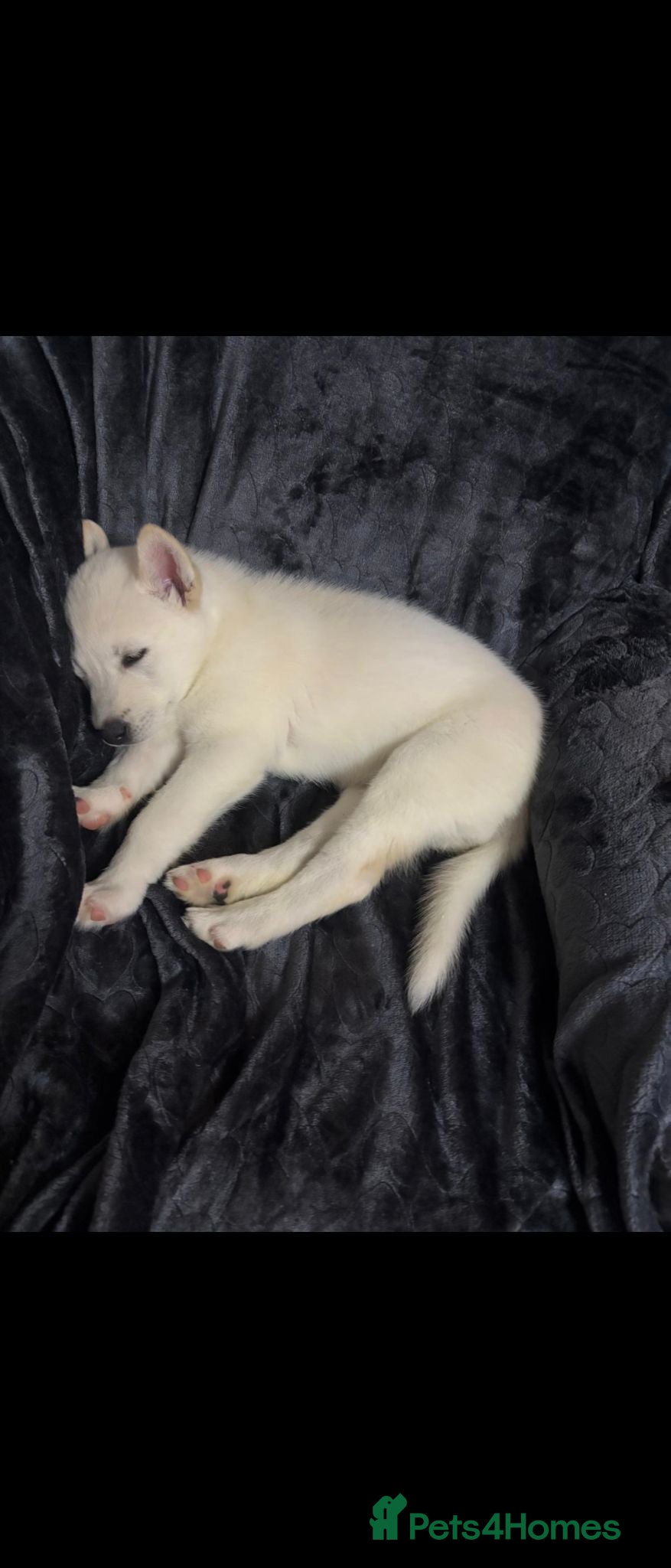Utonagan dogs Beautiful pure white husky x malamute  - Advert 1