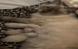 Ragdoll cats for sale: Rag doll kittens  - Image 11