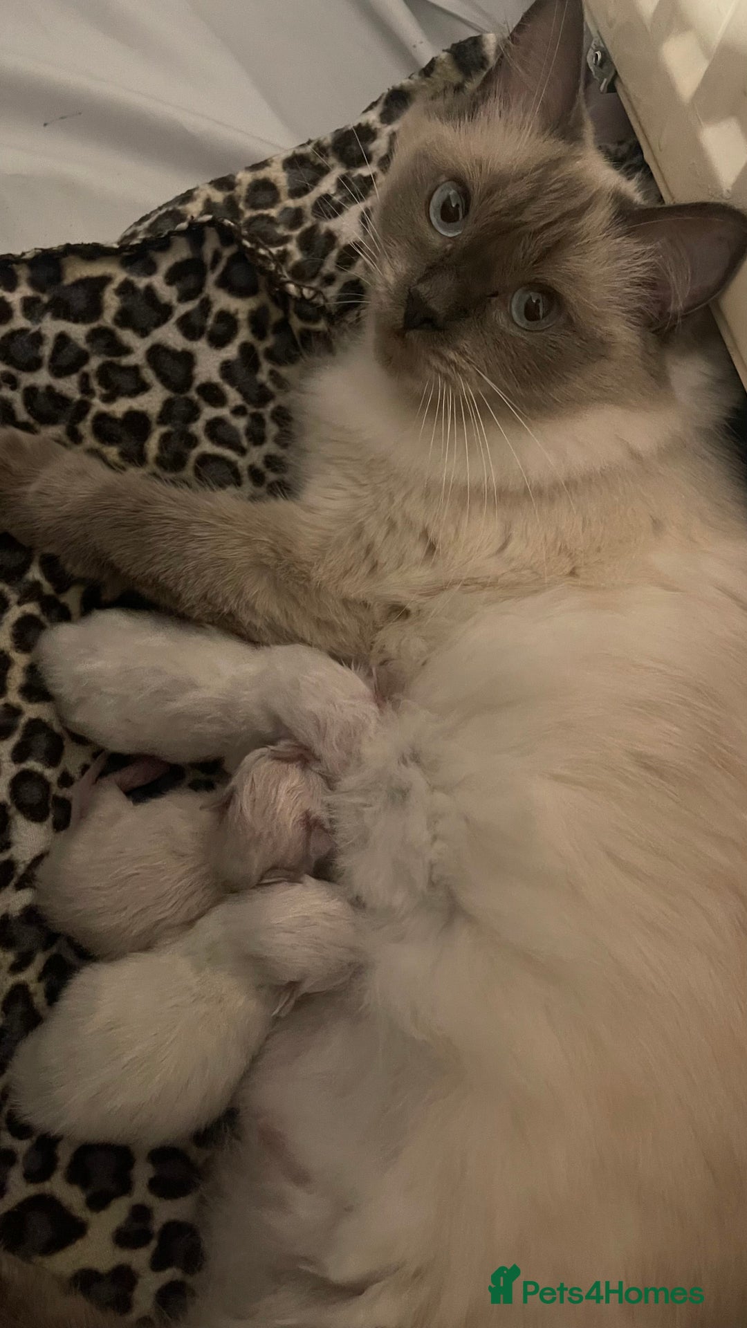 Ragdoll cats for sale: Rag doll kittens  - Image 11