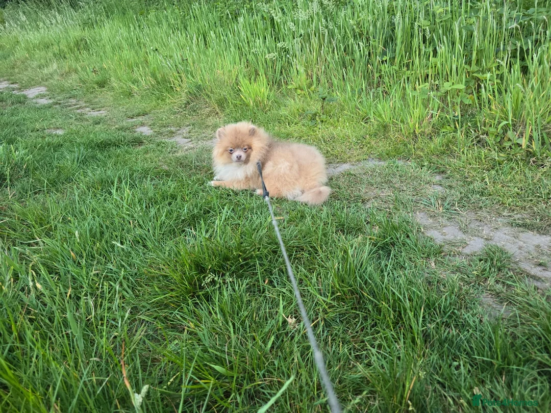 Pomeranian dogs for sale: Lilac with tan points female puppy  - Advert 2