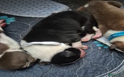 Mixed Breed dogs for sale: Gorgeous lurcher x bordercollie pups - Image 5