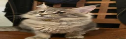 Maine Coon cats for sale: ❤️ TICA Registered Maine Coon Kittens Ready Now ❤️ - Advert 4