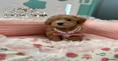 Maltipoo dogs - Advert 8