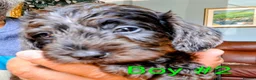 Miniature Dachshund dogs for sale: Gorgeous Mini-Wire Dachsund Doodle pups - Advert 5