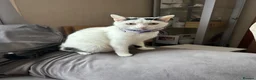 Mixed Breed cats for sale: Beautiful kittens - Advert 17