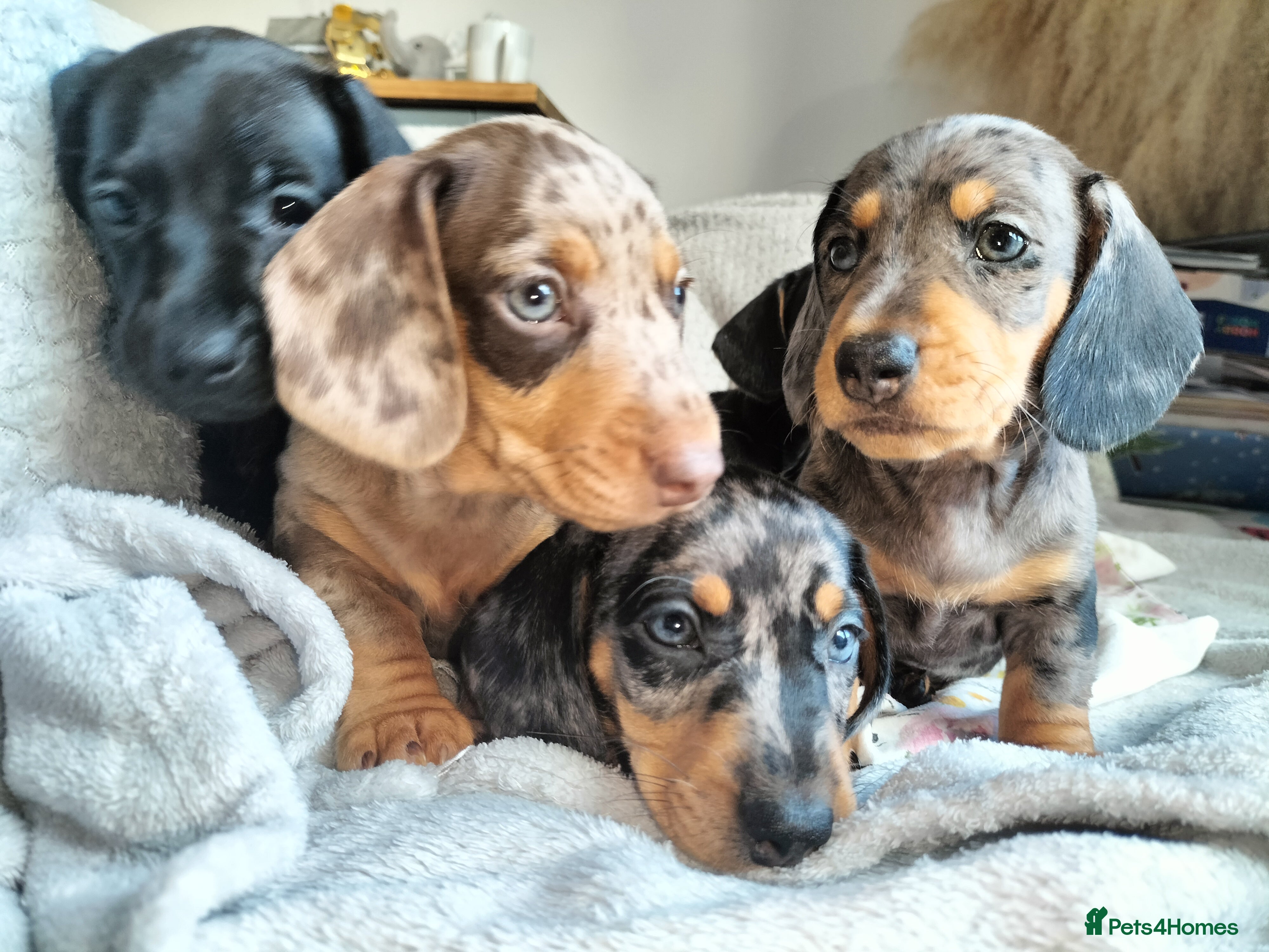 Miniature Dachshund dogs Beautiful miniature dachshunds 😊 - Advert 6