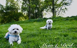 Maltese dogs for sale: ✨ Exquisite Maltese Puppies Available✨ - Advert 15