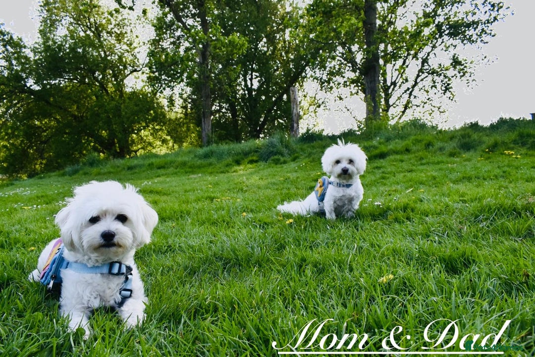 Maltese dogs for sale: ✨ Exquisite Maltese Puppies Available✨ - Advert 15