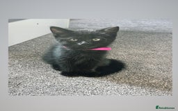 British Shorthair cats for sale: Black British Short hairs - Image 1