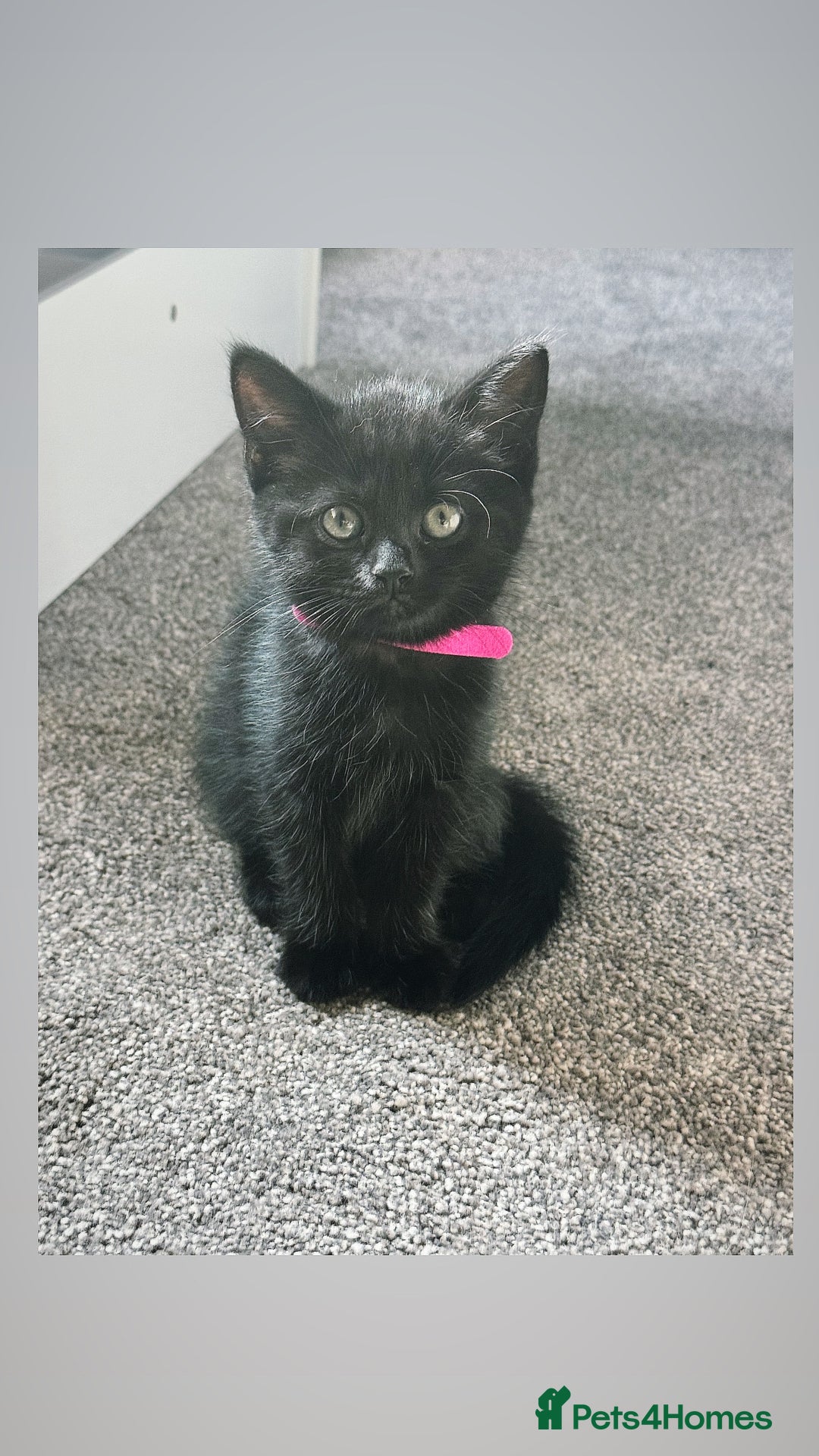 British Shorthair cats for sale: Black British Short hairs - Image 1