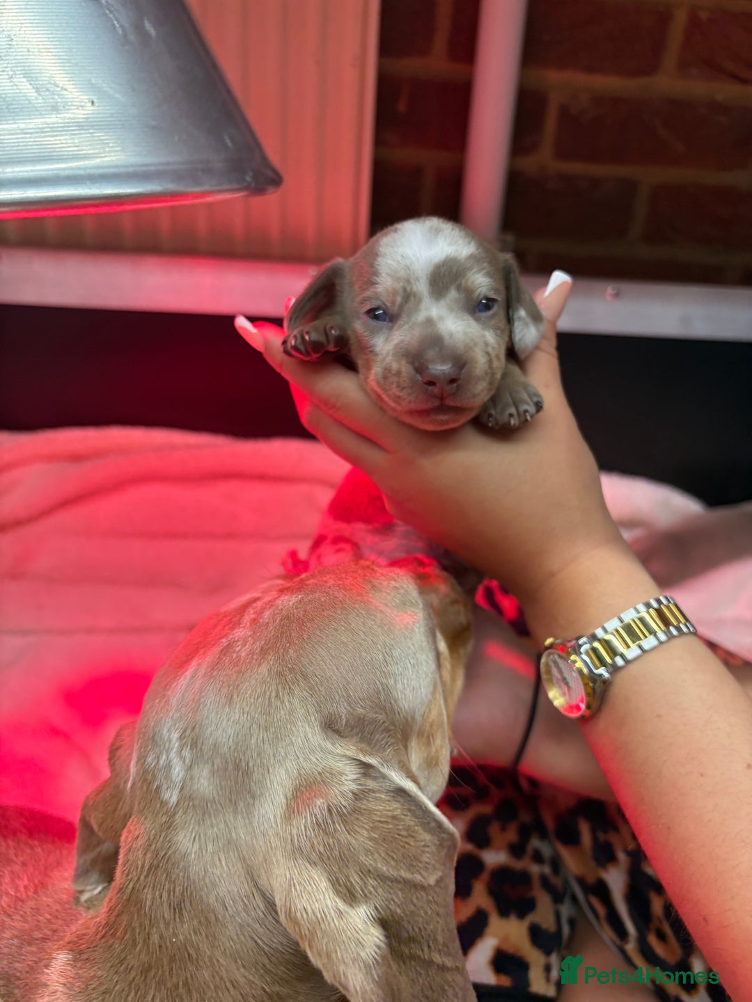 Miniature Dachshund dogs for sale: 4 Beautiful isabella Tan&Dapple mini dachshunds - Advert 7