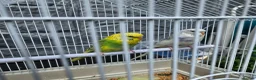 Budgerigars birds for sale: Budgies for Sale in Coalville - Advert 2