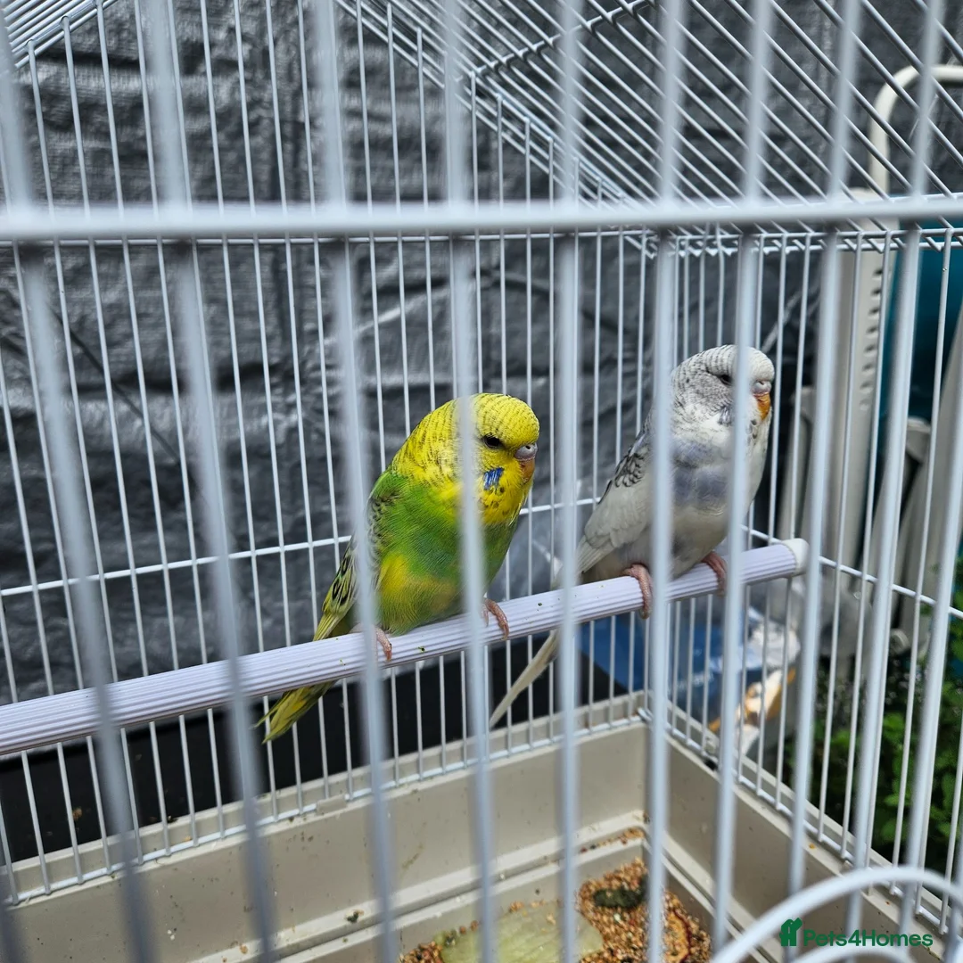 Budgerigars birds for sale: Budgies for Sale in Coalville - Advert 2